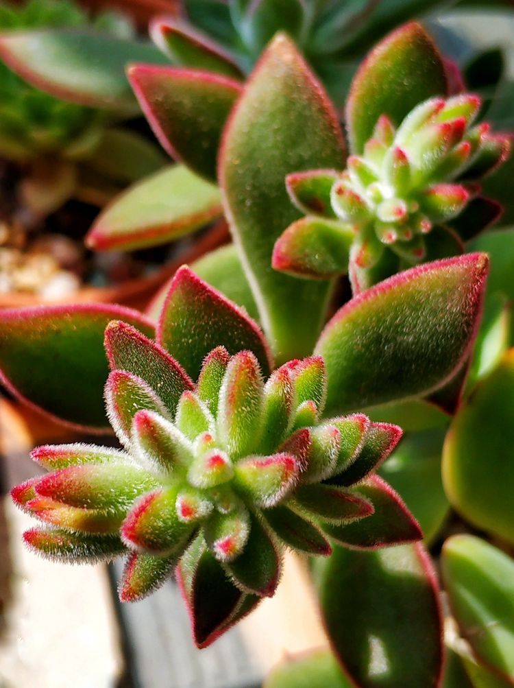 成长|与多肉一起走过的日子，见证多肉的成长过程！