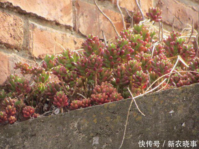 肉肉|当多肉进入了农村,你还相信这是你当宝贝一样的肉肉吗