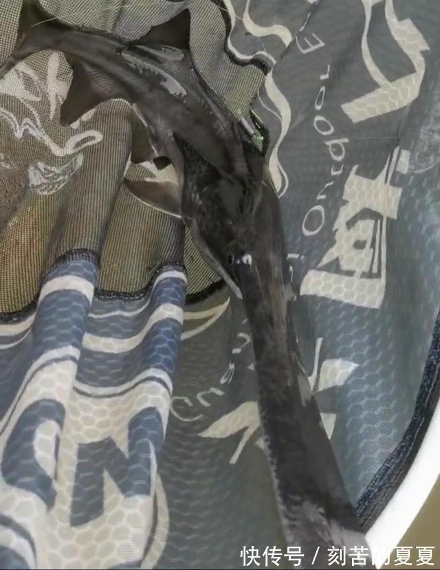 六安钓鱼人钓起“长嘴鱼”以为是保护鱼类给放了，后来才知亏大了