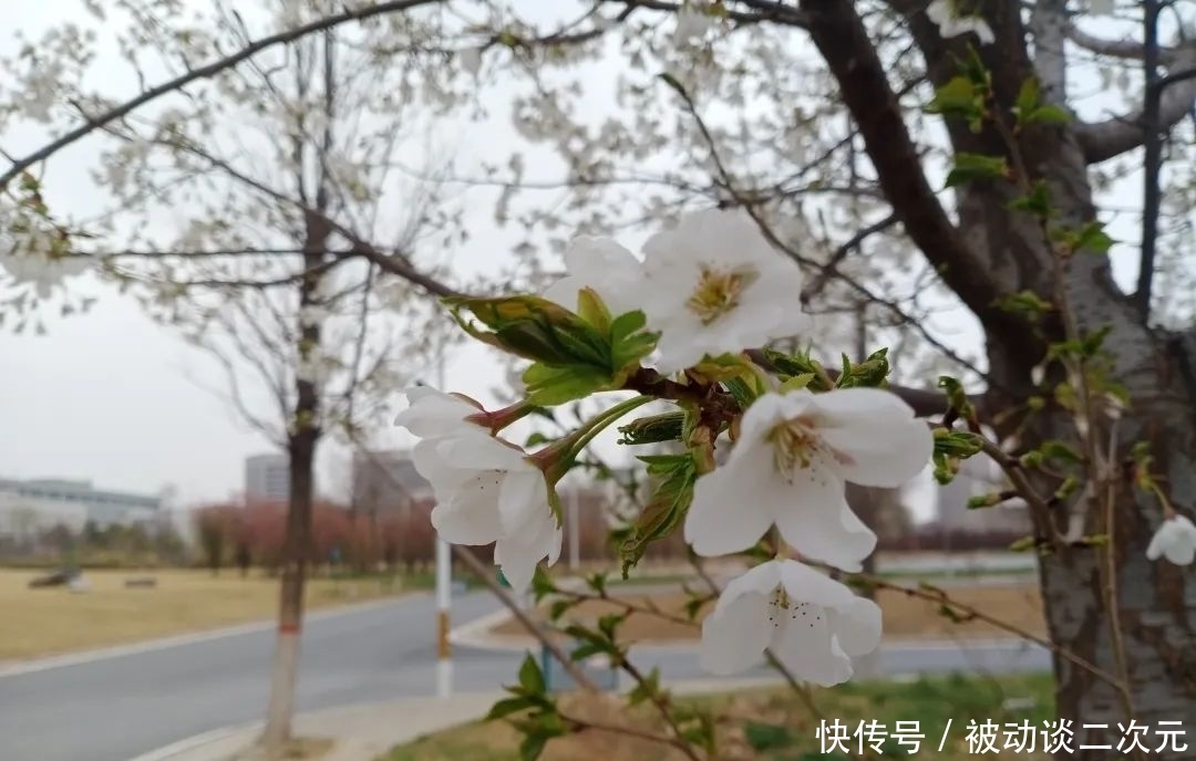 郑州电专|郑州电专“练习生”正式出道!