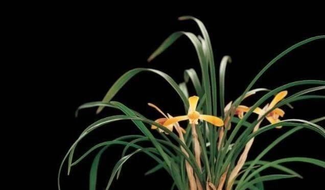 花盆|花盆里埋点“它”,不烂根,不黄叶,杀菌消毒还透气,根壮花还旺