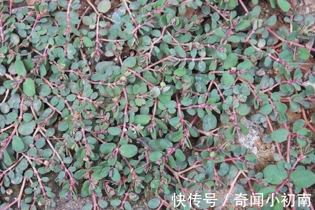 地锦草|这野草被叫“牛奶草”,农村多见无人理,殊不知是好药20元一斤