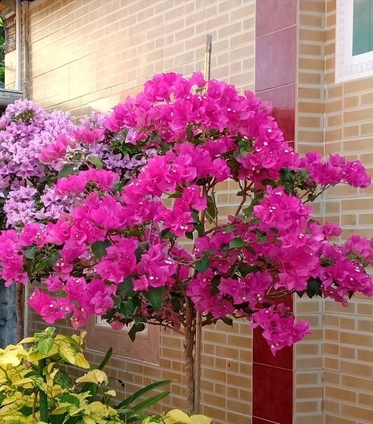 漂亮|4种漂亮花,开完花剪一波,旁边冒侧芽,下一茬花更多