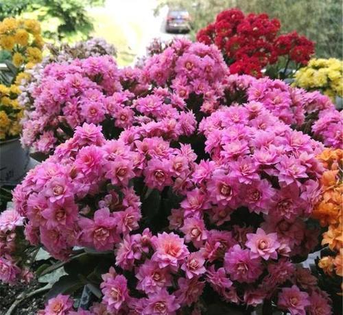 烂根|家里养3种花,夏天少浇水,虐一虐更精神,一浇水就烂根