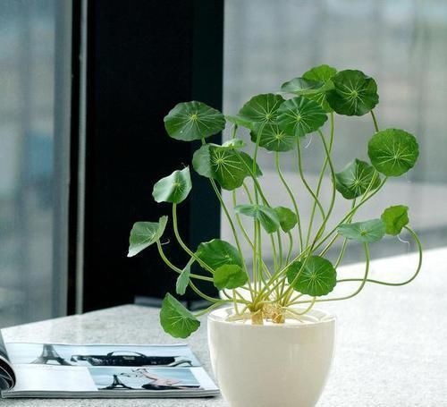 铜钱草|养此2种植物,干净、卫生还好看!家里来一盆,真值!