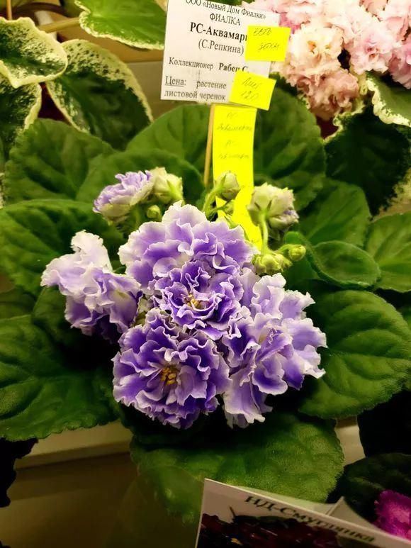 5种花现在插土里,下个月就开花,再热也不怕,别错过了