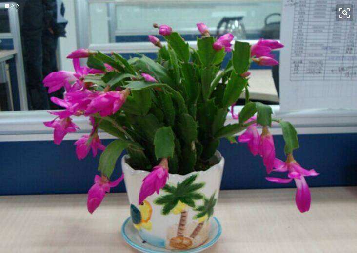 盆栽蟹爪兰这样配土,简单实用,叶片肥厚开花还多!