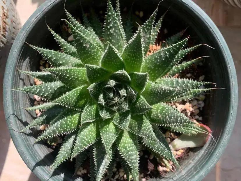 会养多肉的“大神”，从不在早春做四件事，不然越养越糟心