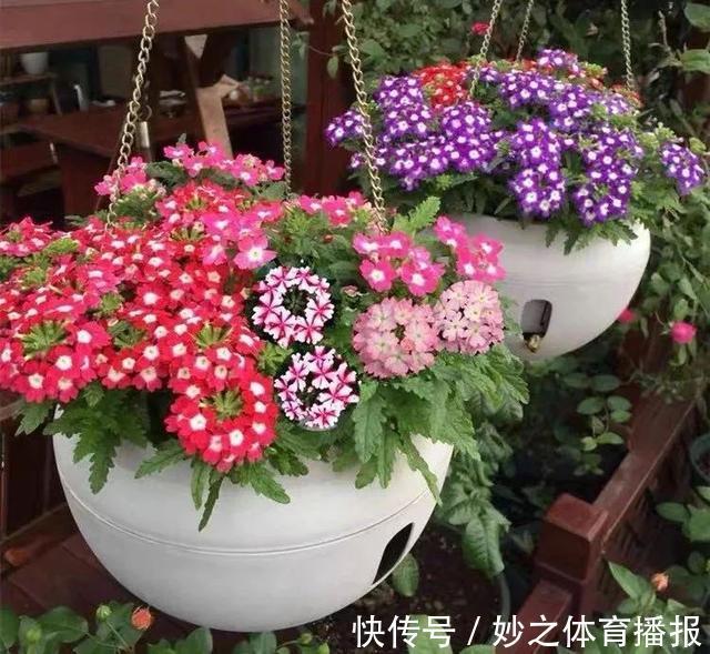 最爱晒太阳的8种花,越晒开花越多,阳台养几盆,开花成海