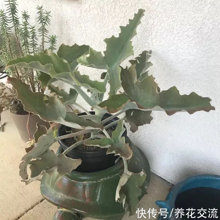 你的长寿花还没开花？可能是夜晚没给它提供黑暗的环境