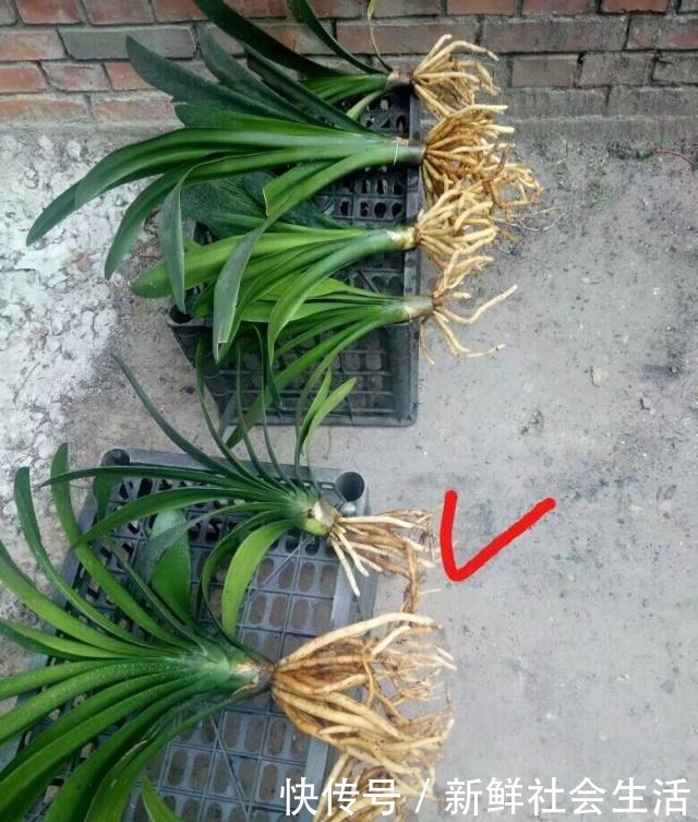 养花换盆换土,记得做关键“1步”,不然全是“白干”,别忽视!