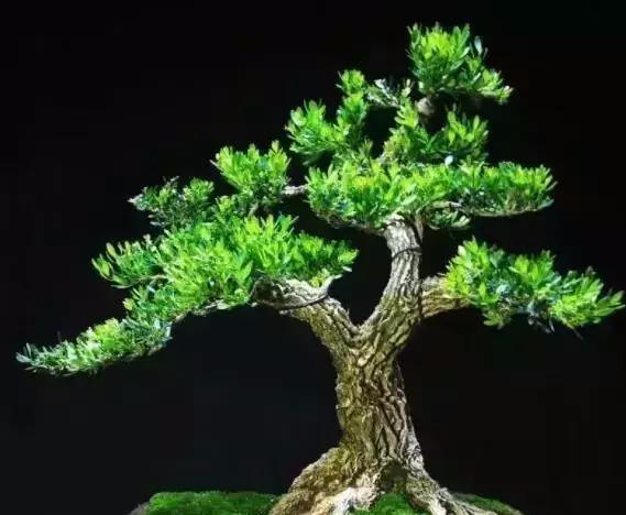 古代文人雅士、达官贵人家中为何都会种植黄杨盆景