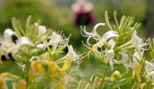 肝脏|蒲公英和此物“天生一对”,连喝三天,肝脏更健康,快来了解下