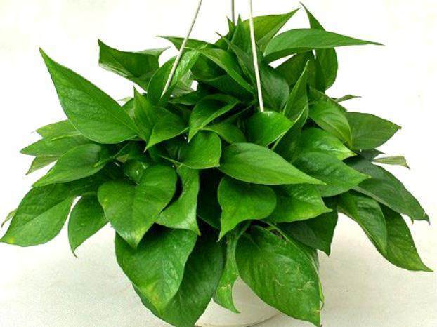 爆盆|绿萝出现黄叶烂叶,只要喷点这个,一个月后叶片翠绿还会爆盆