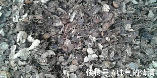 新芽|如何养殖君子兰,侧芽蹭蹭往外冒施肥用它们,盆栽新芽窜不停