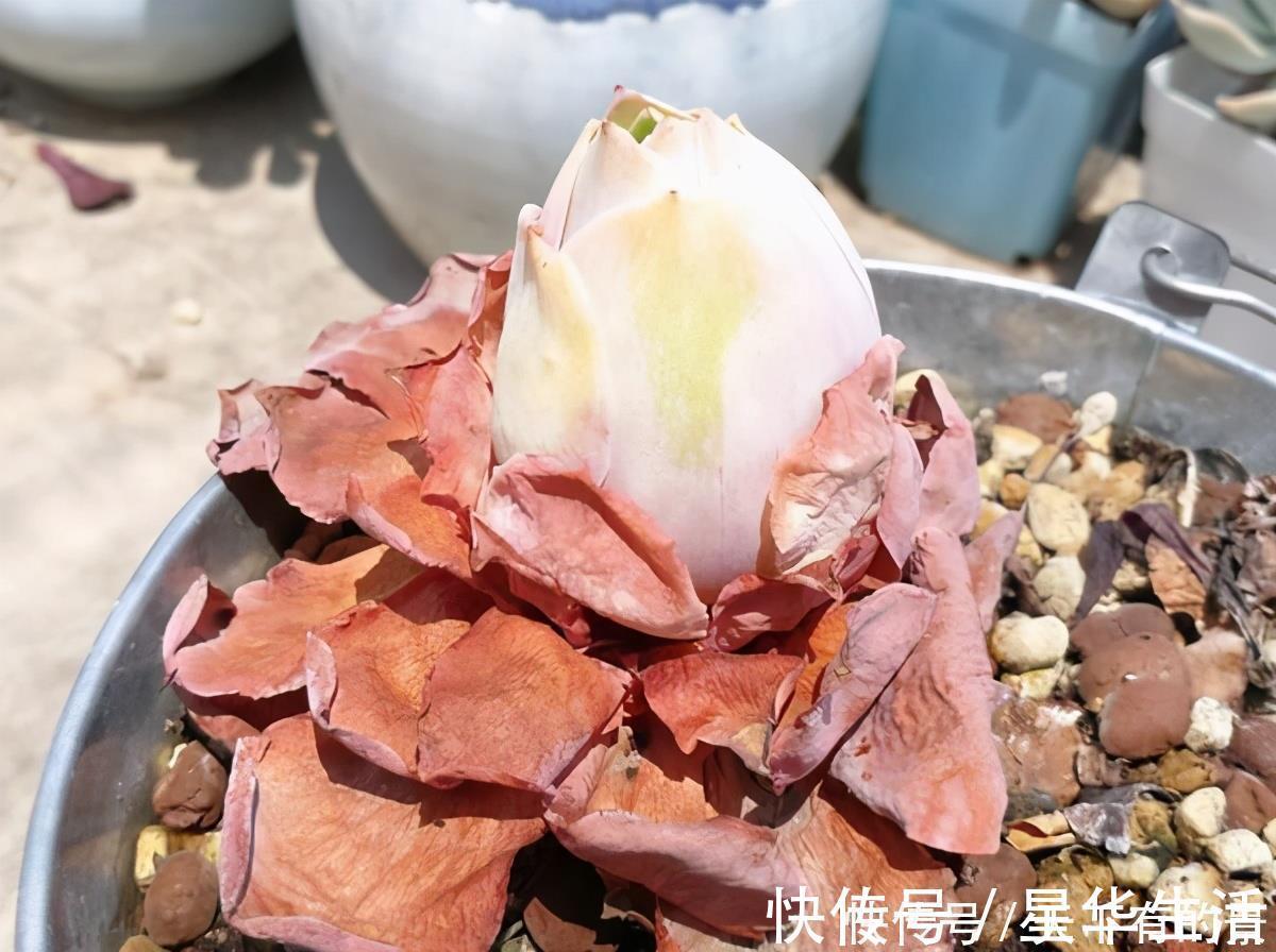 休眠期|夏天养几种“耐热多肉”，不怕酷暑，不用休眠，想养死都难