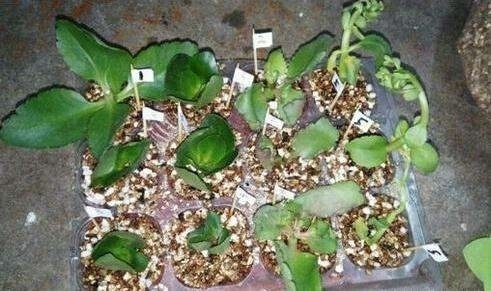 晾干|“这”4种花很贵,不要买,偷偷折一根枝,遇土就活,1毛钱不花