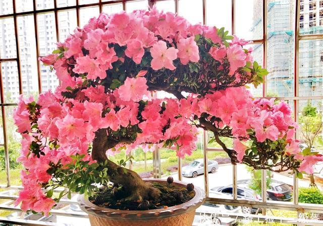 花期|养杜鹃花必备3种肥，选对时间给它用，叶子油绿茂盛，花期开爆盆