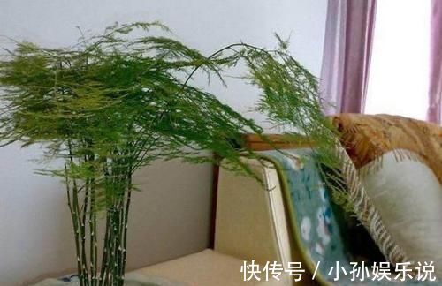 龟背竹|有钱人家里都养这5种花,身体越住越健康,家人起码长寿十年