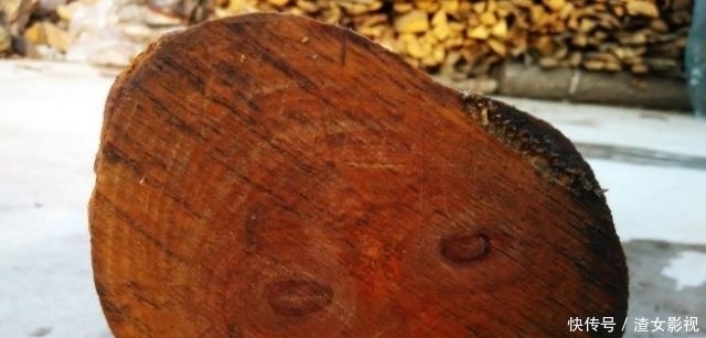 中国最“硬”的树,子弹打在上只留下痕迹,曾被人做成“防弹衣”
