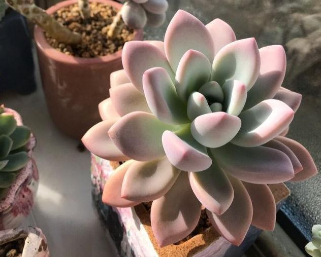 露养的多肉植物放进屋子化水了赶紧学会这些，狂长不冻伤