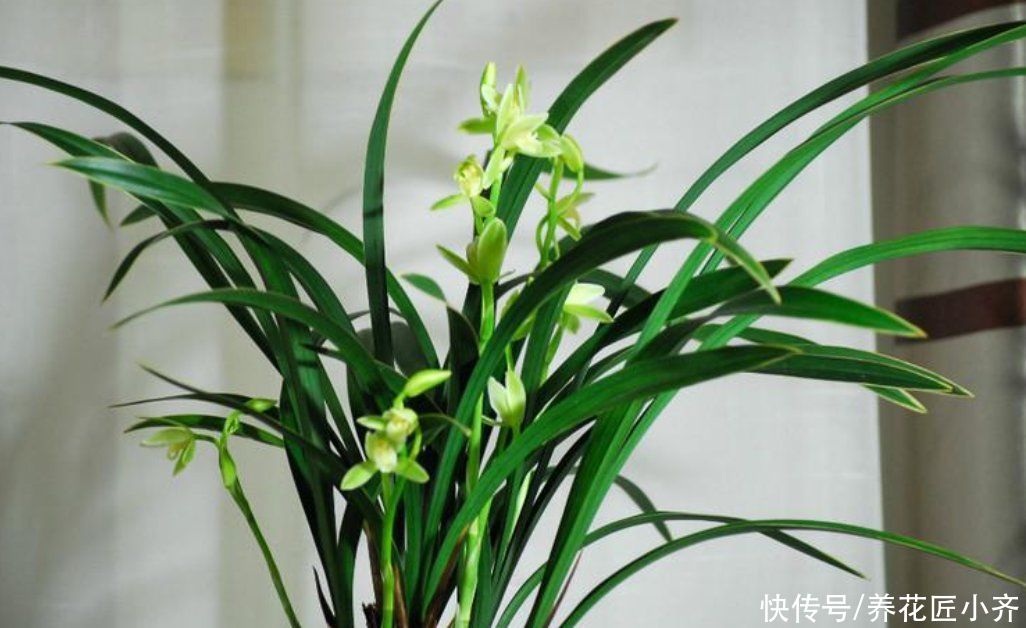 建兰一年能开花多次，关键是要做好4点，不然最后只能赏叶子