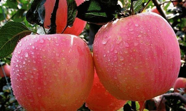 保鲜膜|苹果加鸡蛋这样吃,95岁老奶奶的长寿秘诀,比人参还补,健康美味