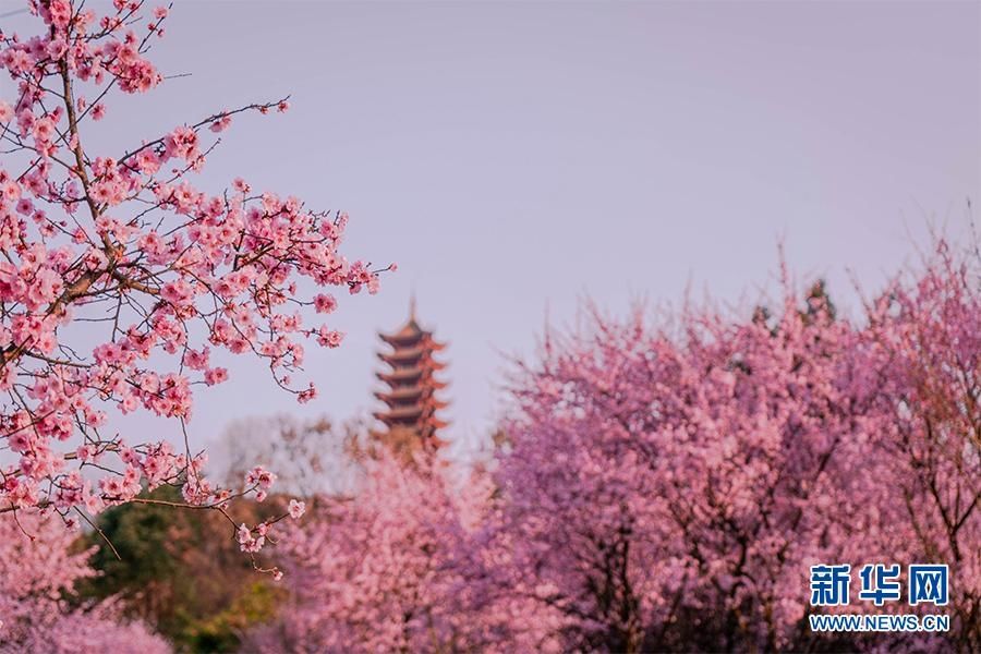 老年|新华网：打卡重庆照母山梅林花海 惊艳了春天