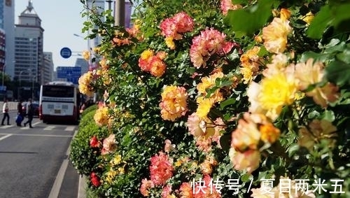 花卉|路边碰到修剪2种花，讨点枝条带回家，扦插成盆栽开花美极了！