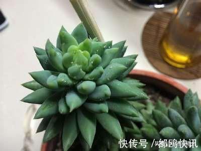 多肉长虫了怎么办3个小方法,虫子一个都不见,叶片又肥又美