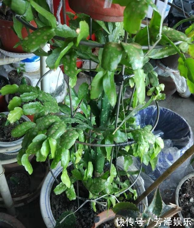 蟹爪兰接仙人掌，这么做“伤口”很快愈合，花开艳丽