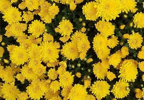 菊花的“黃金搭檔”是它，搭配著泡水喝，眼睛不干澀，肝也變凈了