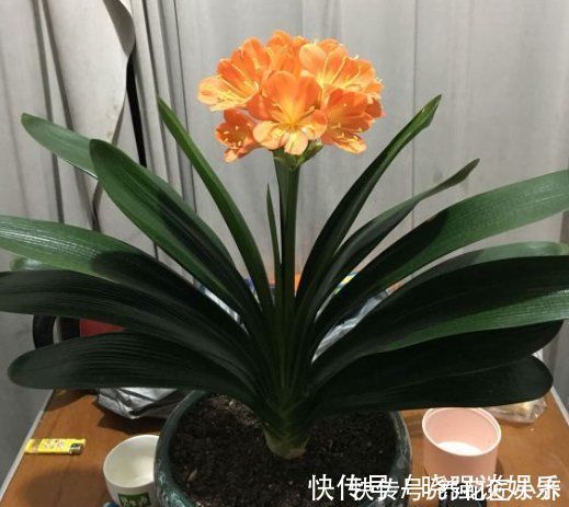 叶片|七八月份是君子兰“难养期”，要做好“2不1少”，才能叶绿根壮