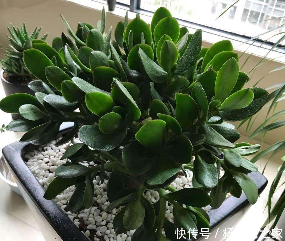 好养又省心的“4种花”,不用管就蹭蹭长,是很棒的室内绿植