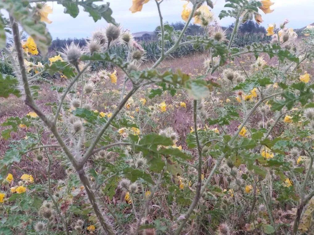 海芋|20种有毒花，出门别乱摘，有小孩的特别注意