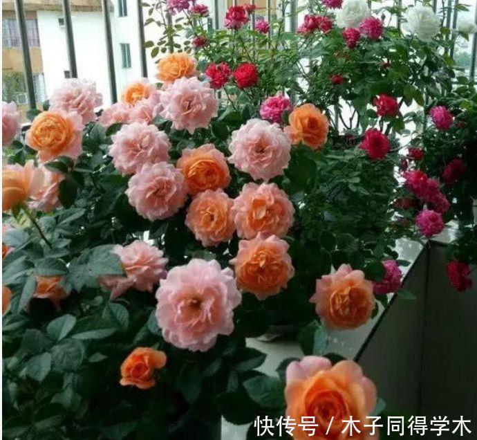 家养几款植物，阳台开出花海，花色繁多易爆盆，娇艳欲滴
