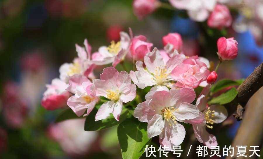 天秤们|十月中旬桃花朵朵开,爱情运势很旺的星座