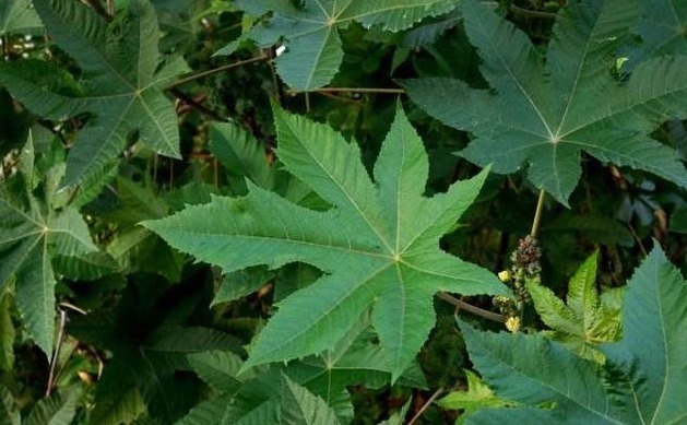 蓖麻油|这种剧毒植物,被称为“生化武器”,为何我们还要种植