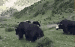 |搞笑GIF:带女朋友去动物园 我感觉好像被骗了