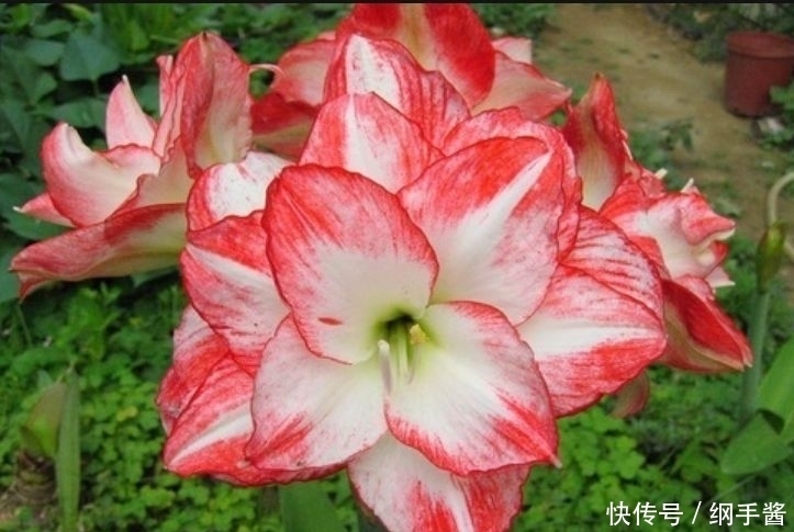 适合阳台养的4种花,花色多花期长,美得倾国倾城