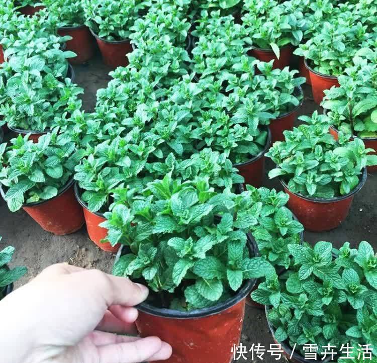 自带“体香”的盆栽，家里养一盆，四处清香，好吃又好养
