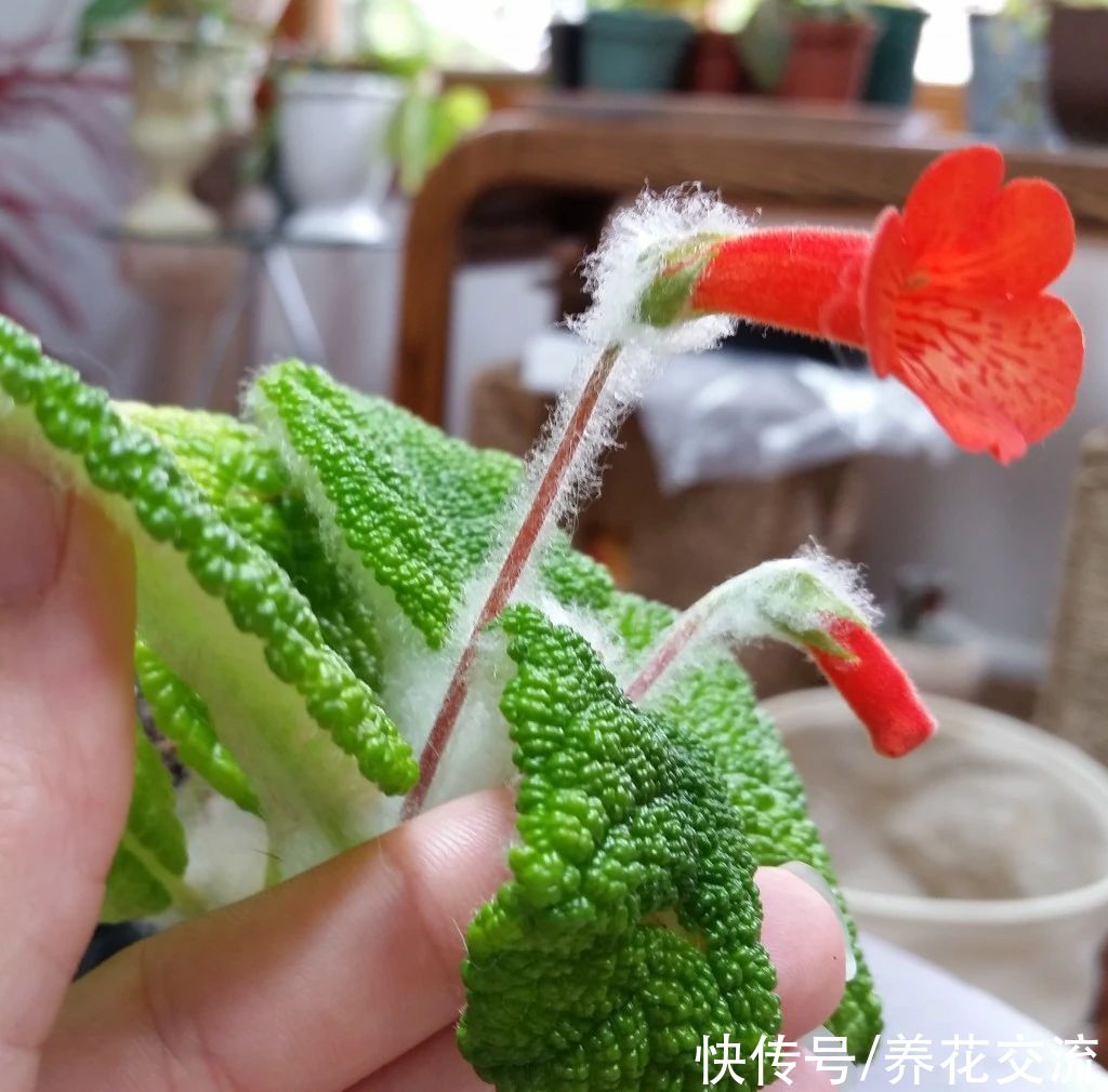  植物|耐阴室内开花植物“大家族”，低光照可开花，植株小巧，适合新手