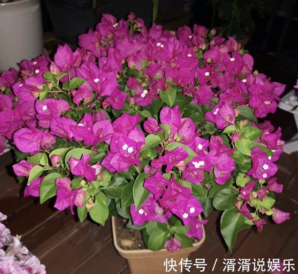 养花|此3种花，颜值高、开花旺，轻松开成“大花球”，养花人都喜欢