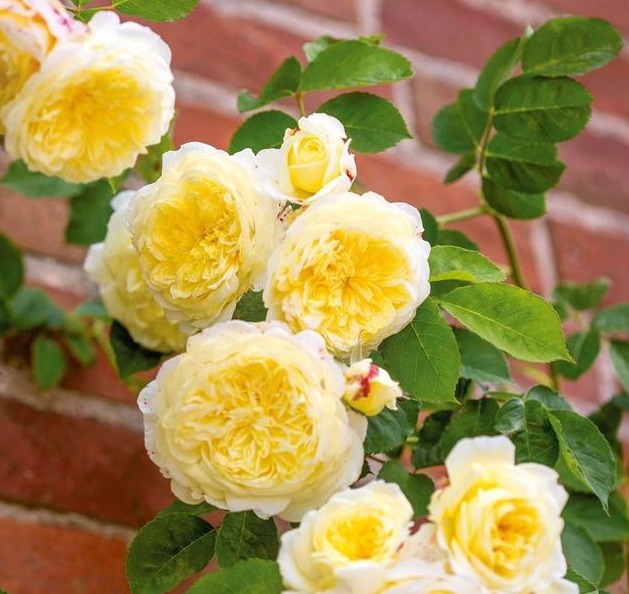 分枝|月季寿命有多少年养的时间越久长的越差,开花又少又小怎么办