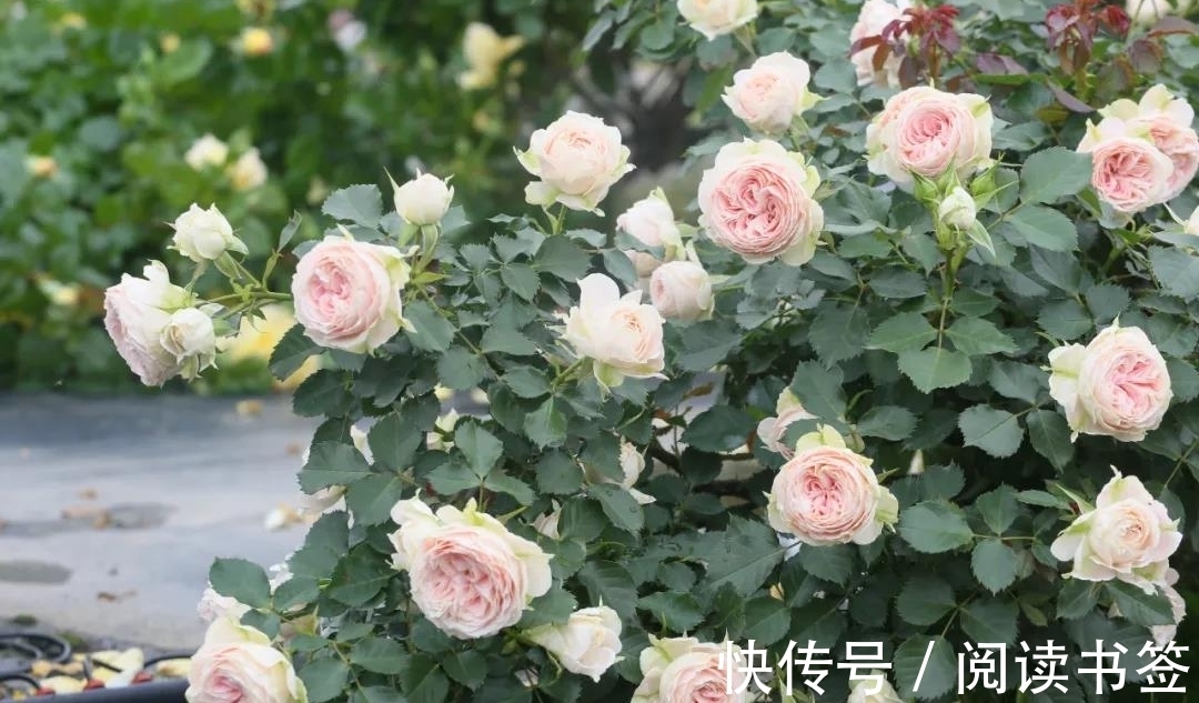 威基伍德|太热了,“粉龙”不开花,用这几个月季品种来弥补遗憾,真心不错