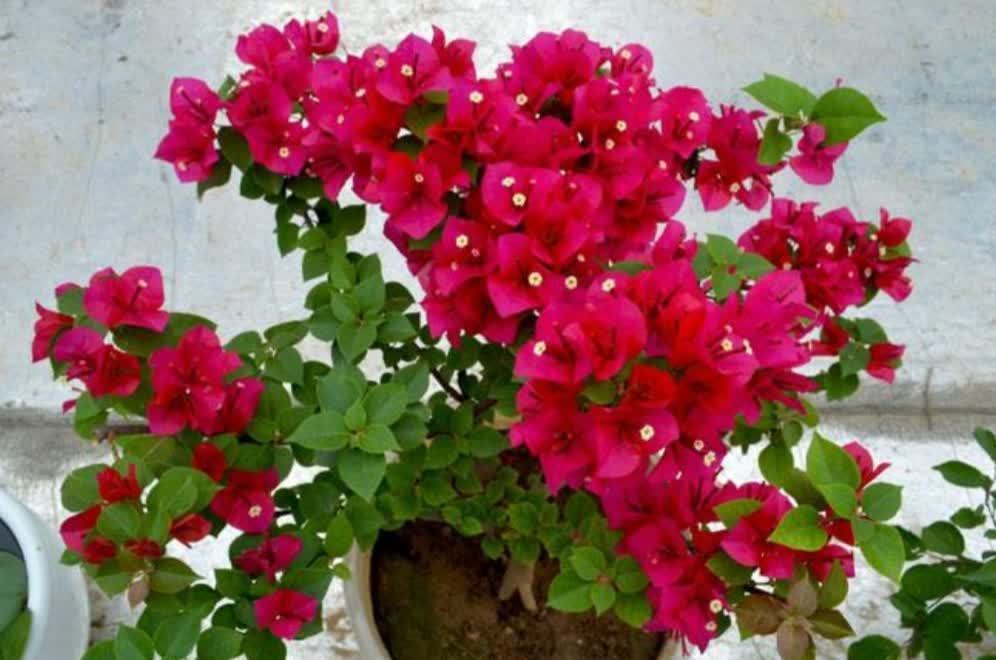 三角梅只长叶子不开花,该怎样去解决?做好3个方面