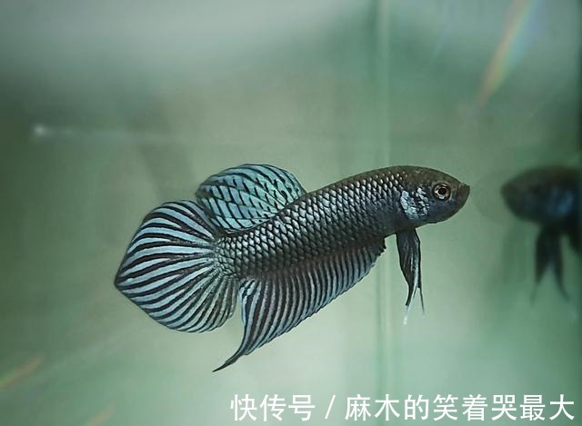 为什么你的鱼总是不断死去什么原因如何预防！