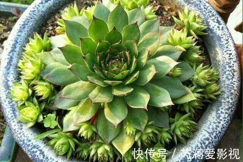 招财|客厅养花有讲究,6种花招财又美观,富贵人家都养了