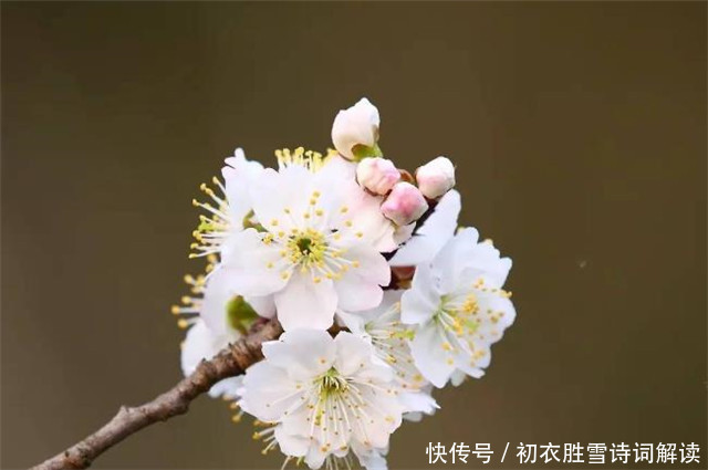 老年|早春樱花和樱桃花9则，樱桃千万枝，照耀如雪天