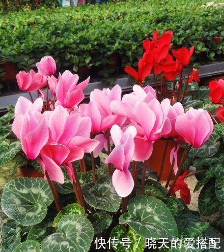  多样|浇水方法很多样！这三种花浇水不要浇叶片，不然烂叶找上门！